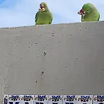 Casa De Mariposas *